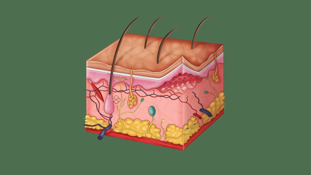 Duyu Organları – Deri Özet