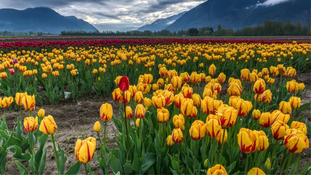 Hangisi sukulent bir bitki değildir?