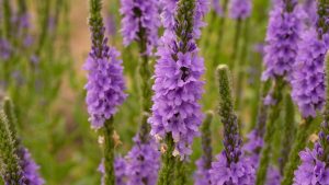 Ülkemizde kan otu yahut güvercin otu isimleriyle bilinen çiçeğin diğer adı nedir?