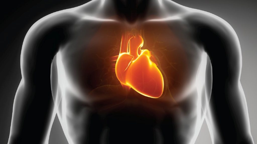 Yukarıda özellikleri verilen hücre aşağıdakilerden hangisidir?