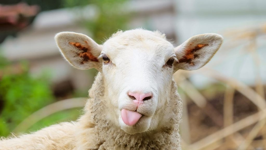 Bir çiftlikte bulunan 25 koyuna 42 gün yetecek kadar yem vardır. 10 gün sonra 9 koyun satılıyor. Buna göre kalan yem kalan koyunlara kaç gün yeter?
