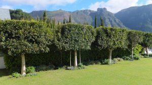 Boyutları 50 m ve 70 m olan dikdörtgen şeklinde bir bahçenin etrafına köşelere de gelmek şartıyla eşit aralıklarla ağaç dikilecektir. Buna göre en az kaç ağaç gereklidir?