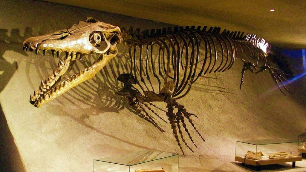 Fosil oluşumunda sıkışan canlı kalıntısının hava alması gerekir. Doğru mu? Yanlış mı​?