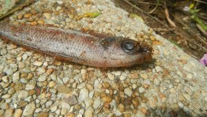 Sular yükselince balıklar karıncaları, sular çekilince de karıncalar balıkları yer. Kimse … üstünlüğüne ve gücüne güvenmemelidir çünkü kimin kimi yiyeceğine … karar verir. Parçadaki boşluğu anlam bakımından en uygun biçimde tamamlayan seçenek hangisidir?