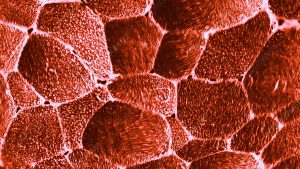 Yetişkin bir insanda laktik asit fermantasyonu enzimleri aşağıdaki hücrelerden hangisinden izole edilebilir?