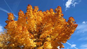 Besinini bağımsız olarak sağlayan bitki, kendi belsek
