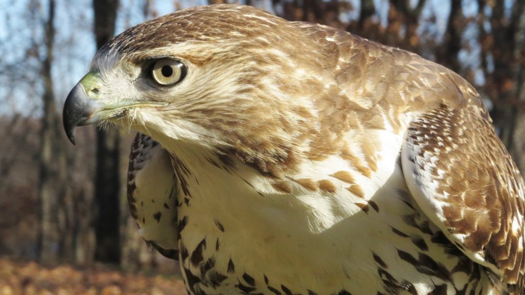 Bu parçada atmacalarla ilgili olarak aşağıdakilerden hangisine ulaşılamaz?