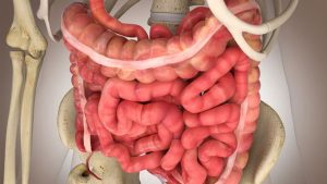 İnce bağırsakta yapılarından hangileri sindirim tepkimelerinin gerçekleşmesinde etkinlik gösterebilir?