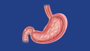 İnsanda mide faaliyetlerinin hızlanmasına ifadelerinden hangileri neden olur?