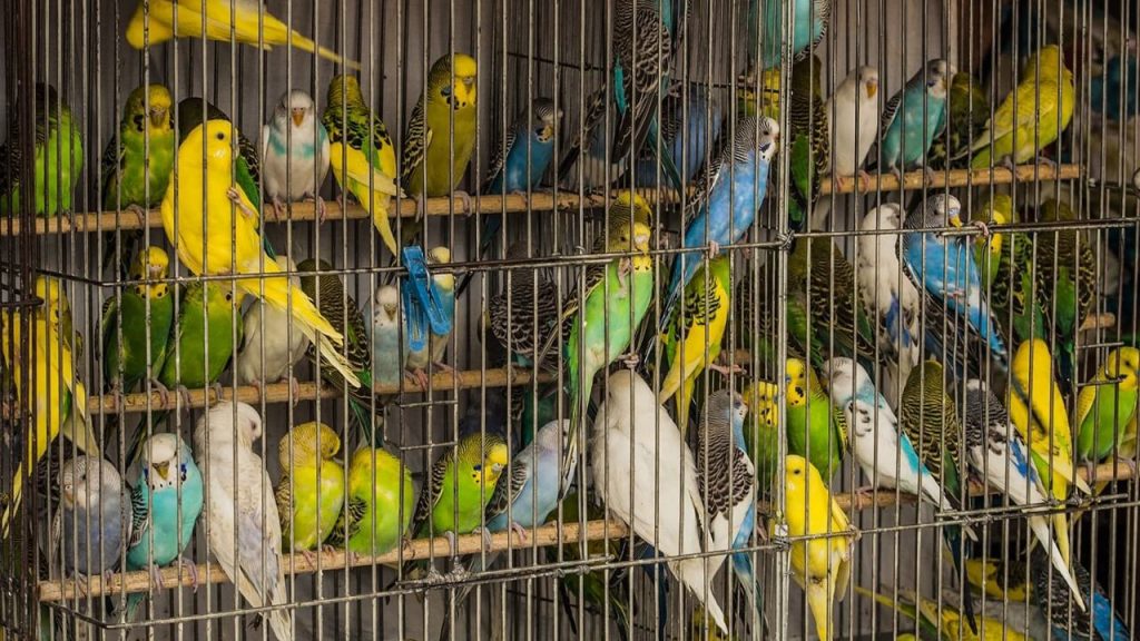 İstiare sanatının bulunduğu dört şiir dizesi