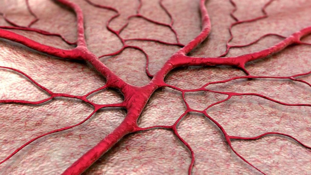 Kılcal damarın atar ucundan toplar ucuna doğru kan basıncının kademeli olarak azalmasının nedeni hangileri olabilir?