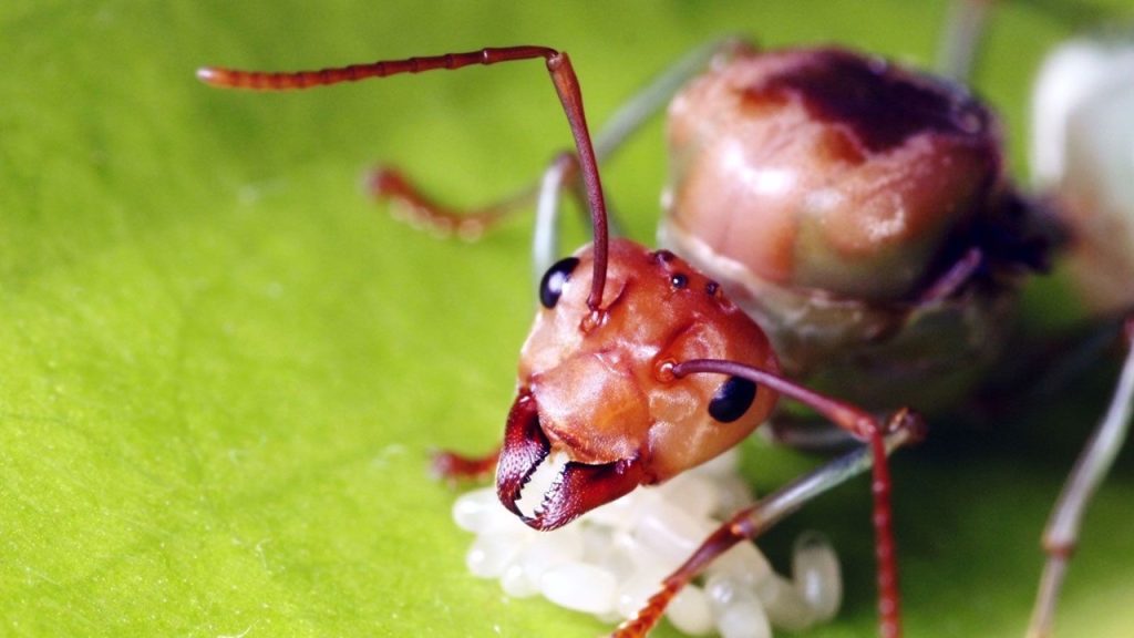 Öncelikli alanın düşünce olduğunu sananlar yanılırlar. yazar, ne ile anlatır düşüncelerini? Parçadaki boşluğu en uygun şekilde tamamlayan seçenek hangisidir?