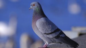 Takla da atabilen postacı kuş