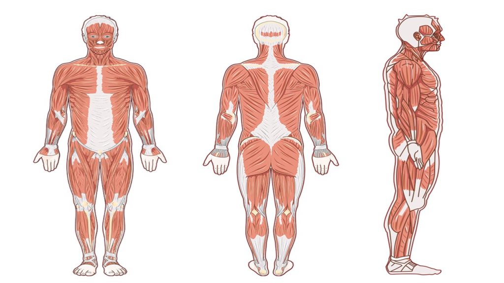 Anatomik pozisyon nedir?