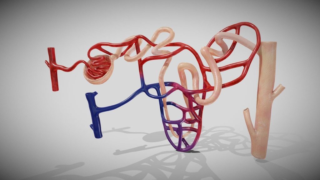Böbreğin en küçük fonksiyonel birimi aşağıdakilerden hangisidir?