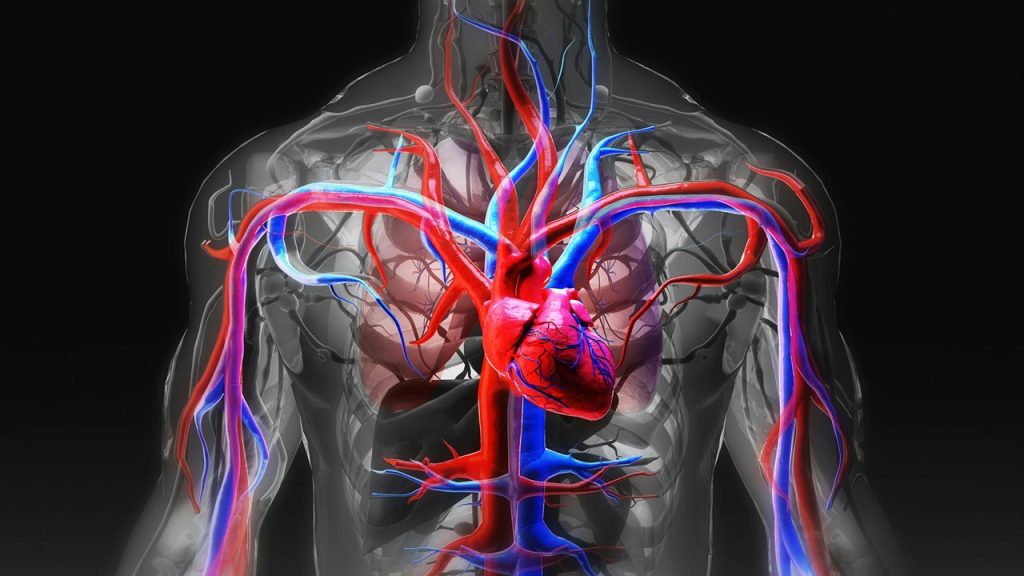 İnsanda kan dolaşımına ait damarlardan hangileri toplardamardır?