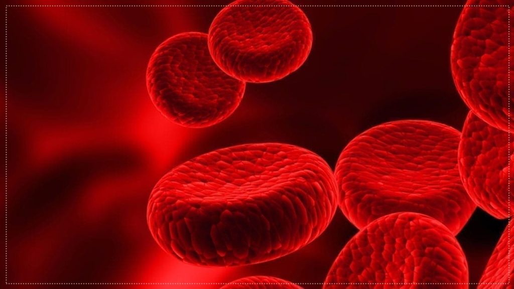 İnsanda plazma proteinlerinin görevlerinden biri olmayan hangisidir?