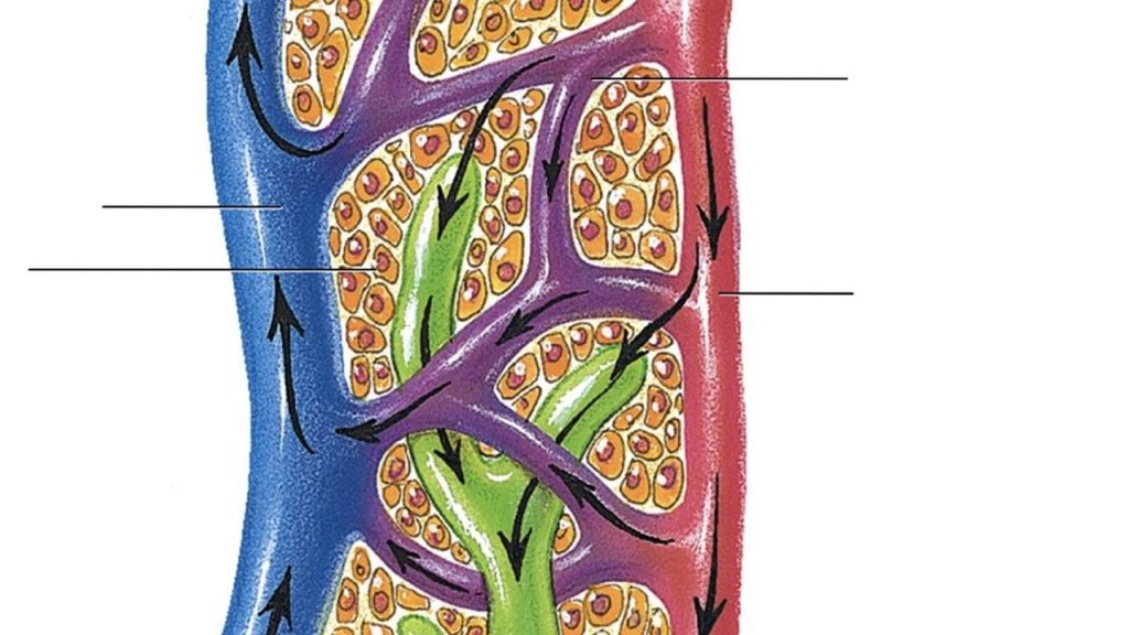 Lenf kılcal damarları ile ilgili aşağıdaki ifadelerden hangisi yanlıştır?