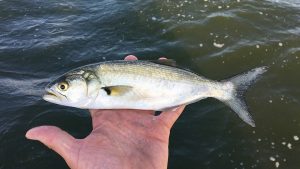 Lüfer balığının irisine ne ad verilir?