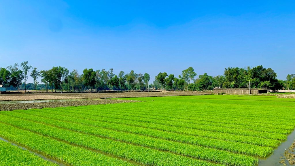 Pirinç yetiştirilen tarlalara ne ad verilir?