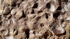 Türkiye’de dağların zirvesinde deniz kabuklularına rastlanması neyin kanıtı olabilir?