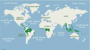Yağmur ormanlarının biyoçeşitlilik açısından dünyanın en zengin bölgesi olmasının nedenleri nelerdir?