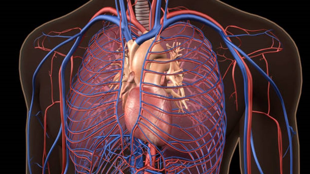 Yapısında tek yöne açılan yarım ay kapakçıklarına rastlanmayan damar hangisidir?