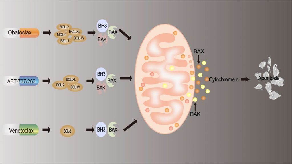Anti Apoptotik Proteinler