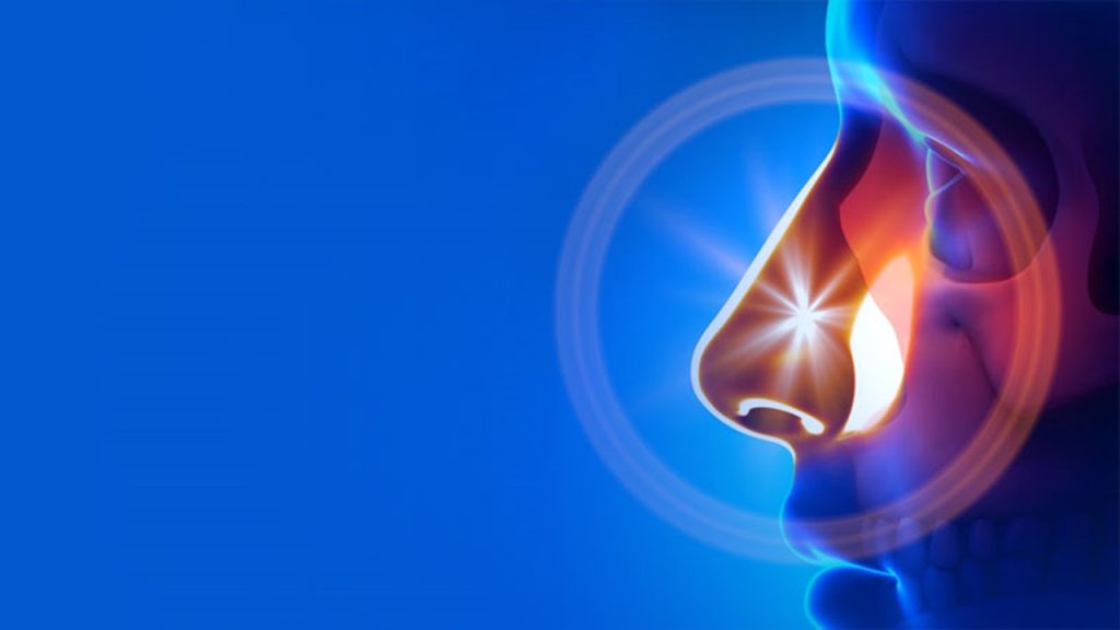 Aşağıda verilenlerden hangisi solunum organıdır?