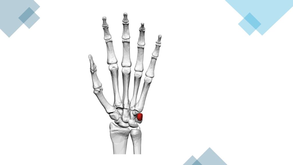 Aşağıdaki kemiklerden hangisi musculus flexor carpi ulnaris’in kirişi içerisinde yer alır?