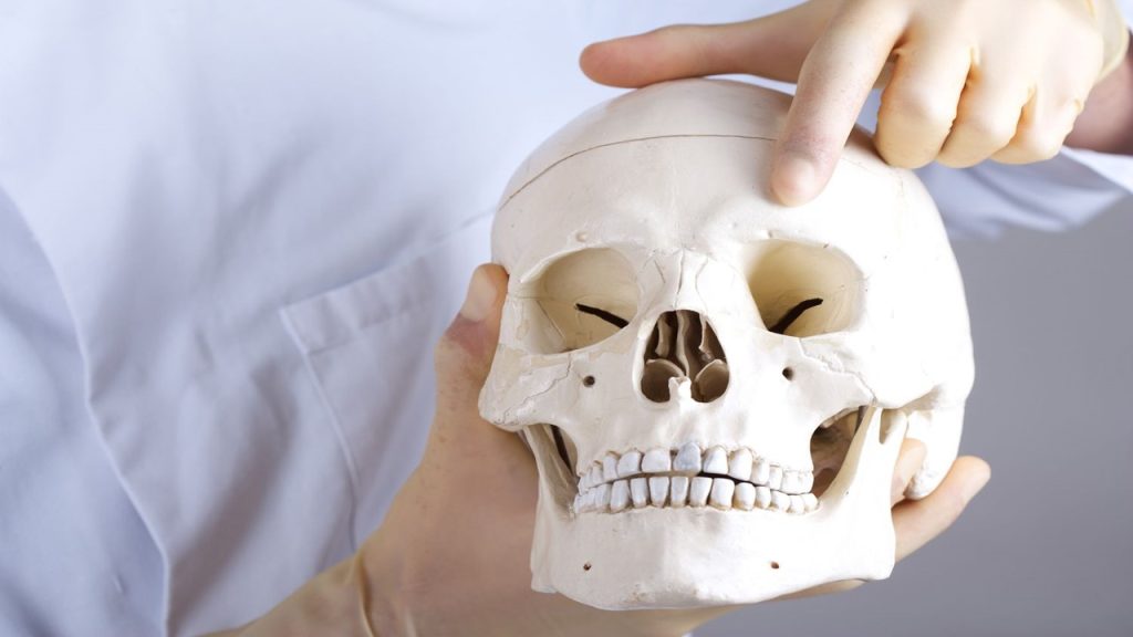 Aşağıdakilerden hangisi a. ophtalmica’nın dallarından değildir?