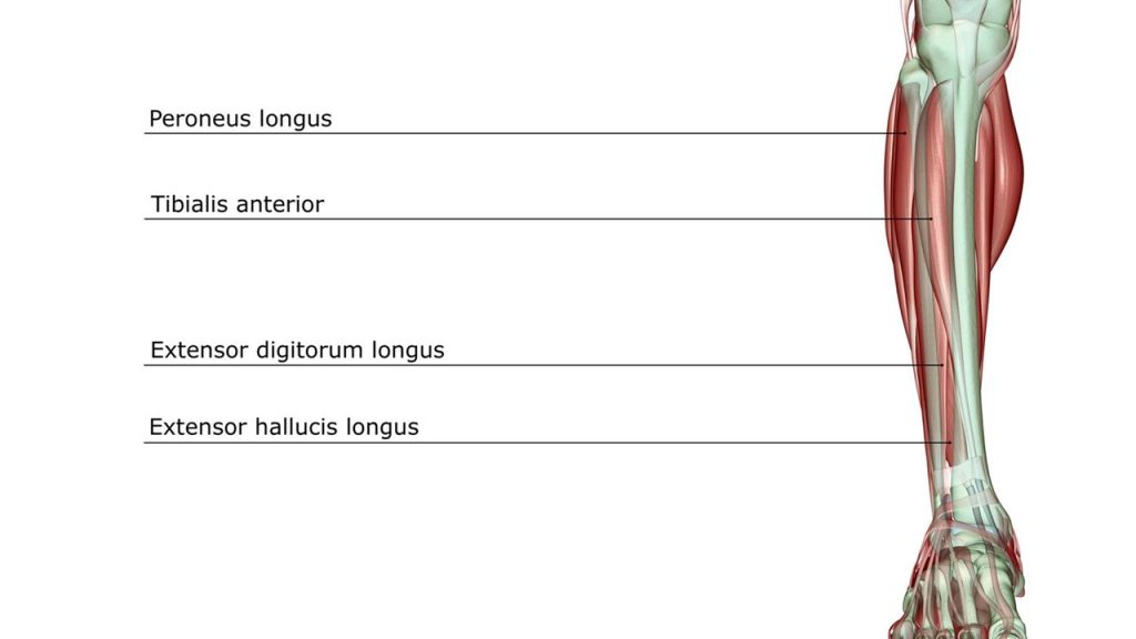 Aşağıdakilerden hangisi “biçim veya boyut bildiren” terimlerden biridir?