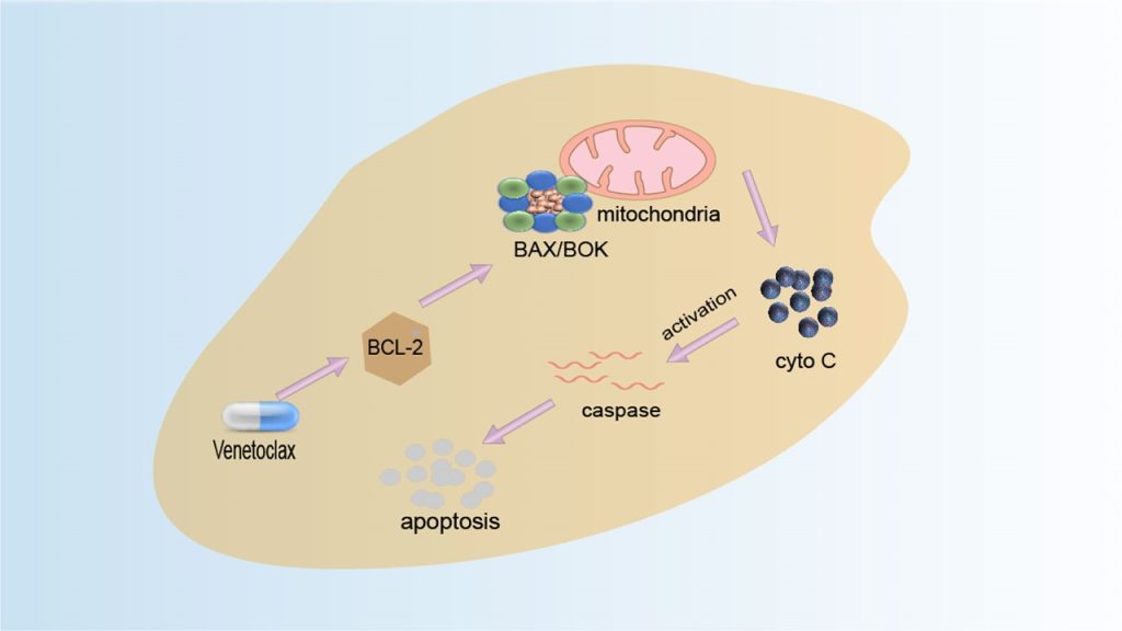 Bcl 2 apoptoz