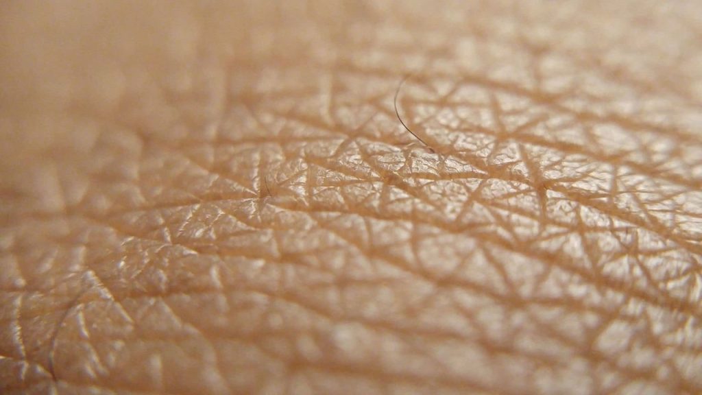 En büyük duyu organımız hangisidir?