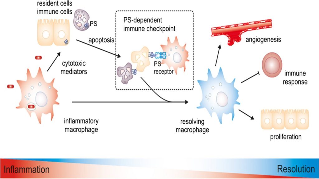 Fosfatidilserin apoptoz
