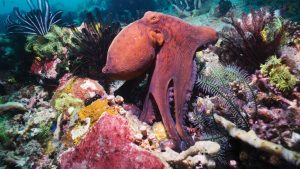 Gözlemlerinize dayanarak canlıların sahip olduğu yeteneklere örnekler veriniz.