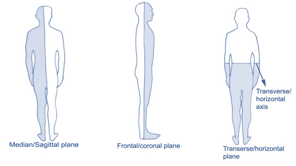 Hangi yön terimi vücudun ortasına doğru anlamına gelir?