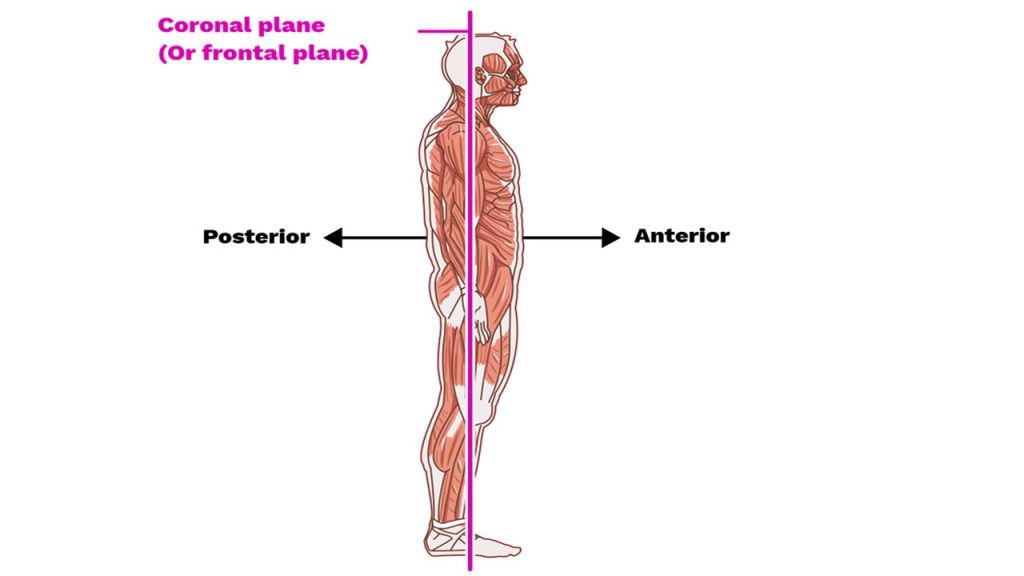 İnsan vücudunu dorsal (arka) ve ventral (ön) veya arka ve ön düzlemlere ayıran düzlem hangisidir?