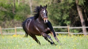 It is performed by using a fast running animal like horse.