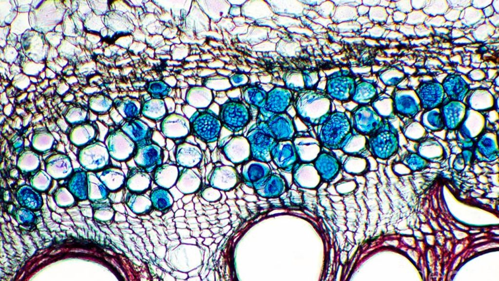 Name one type of plant cell that has holes in it to allow substances to flow through.