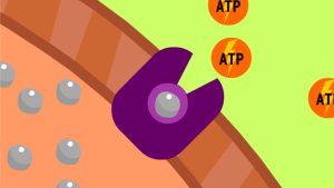 Name the process by which substances can be absorbed against a concentration gradient.