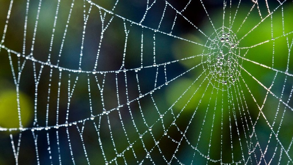 Örümceklerin ağlarını dikkatle incelediğinizde onların ne kadar düzgün ve sağlam örüldüğünü fark edebilirsiniz. Sizce bu yeteneği örümceklere kim vermiş olabilir?