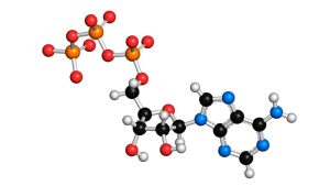 Doku hipoksisinde hücresel şişmenin mekanizması aşağıdakilerden hangisi ile en yakından ilişkilidir?