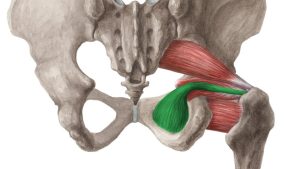 Foraman ischiadicum minus’tan hangi kasın tendonu geçer?