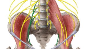 Foramen ischiadicum majus’tan geçmeyen yapı hangisidir?