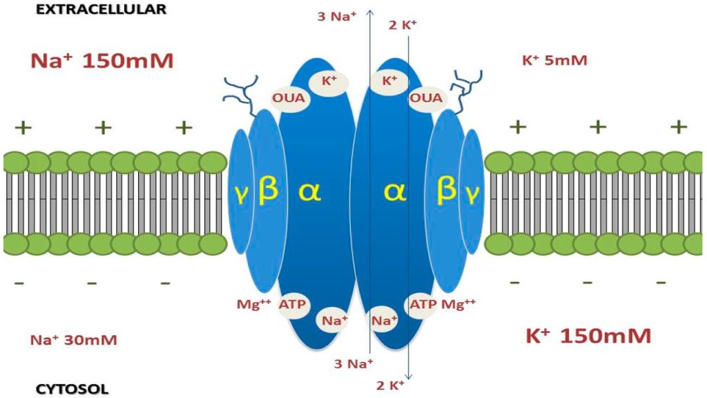 Hücre hacmini korumada en önemli mekanizma hangisidir?