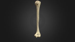Humerus (kol kemiği)