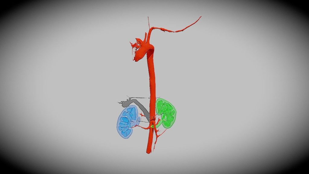 Kalbin sol karıncığından çıkan ve vücuda kırmızı kan dağıtan büyük atardamar