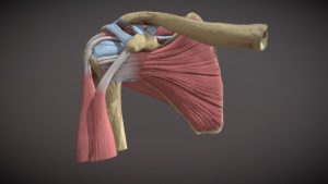 Omuz eklemi hangi yapılar arasındadır?