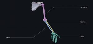 Üst ekstremite eklemleri nelerdir?